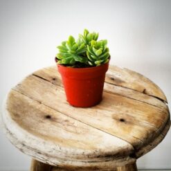 Sedum Compressum 8.5 cm