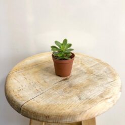 Sedum Compressum-1