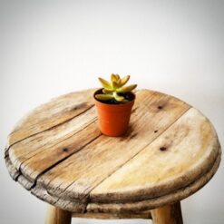 Sedum Nussbaumerianum