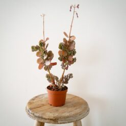 Succulent Mix-136