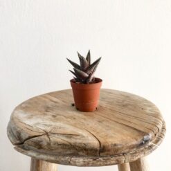 Succulent Mix-147