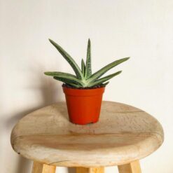 Succulent Mix-172