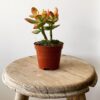 Crassula Ovata