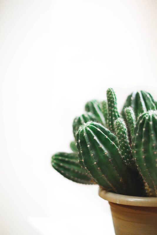 closeup photo of cactus plant in a pot